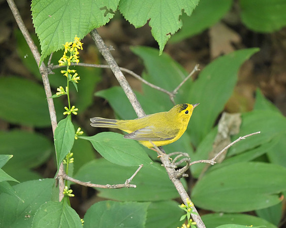 Wilson's Warbler.