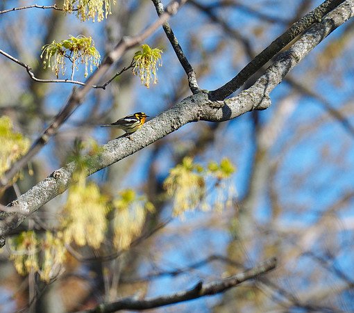 Blackburnian Warbler; Lake Park, Milwaukee, WI; May