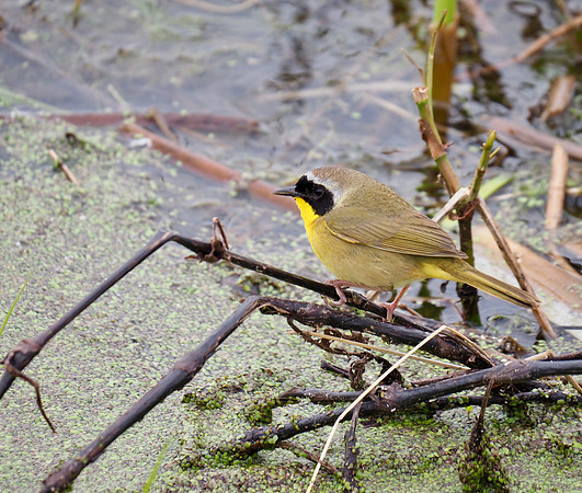 Common Yellowthroat at Horicon Marsh