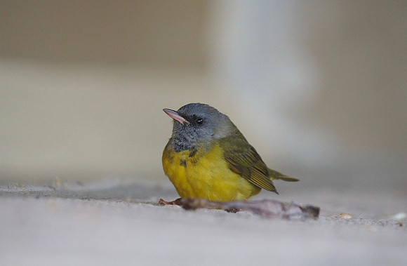 Mourning Warbler, May