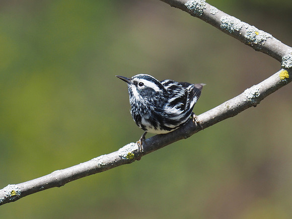 Black-and-white Warbler; Lake Park, Milwaukee, WI; May