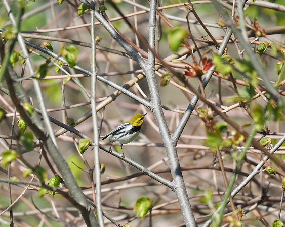 Black-throated Green Warbler