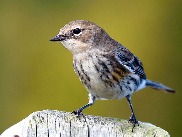 Yellow-rumped Warbler; Horicon NWR, WI; Fall