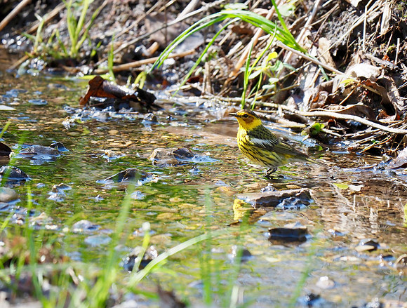 Cape May Warbler; Lake Park; May