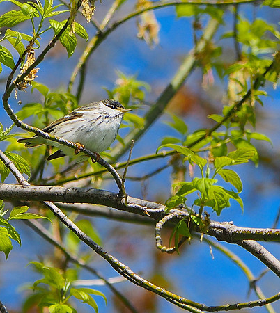 Blackpoll Warbler; Lake Park, Milwaukee, WI; May