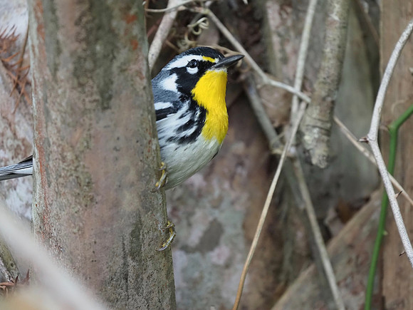 Yellow-throated Warbler, Florida