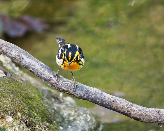 Blackburnian Warbler, about to take a bath.
