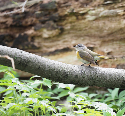 American Redstart