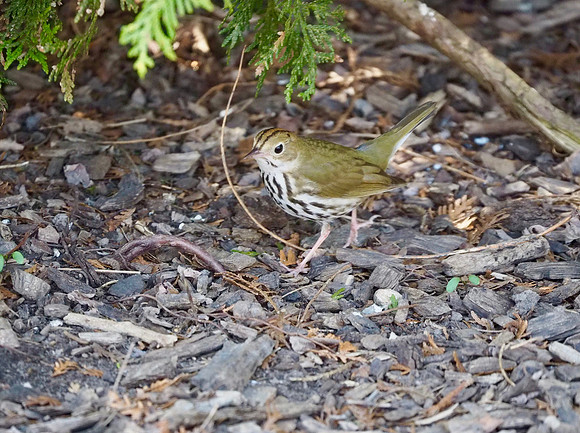 Ovenbird; Lake Park, Milwaukee, WI; May