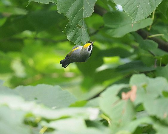 Golden-winged Warbler.