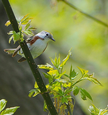 Chestnut-sided Warbler; Lake Park, Milwaukee, WI; May