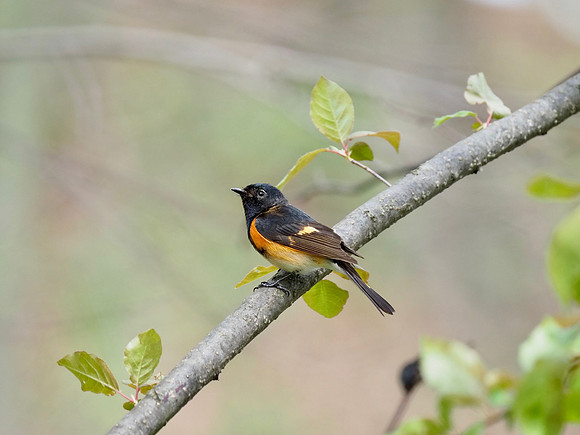 American Redstart