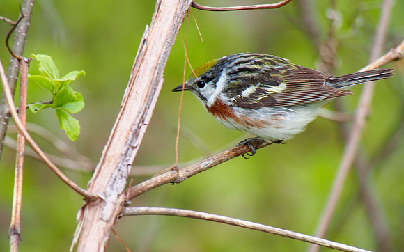 Chestnut-sided Warbler; Lake Park, Milwaukee, WI; May