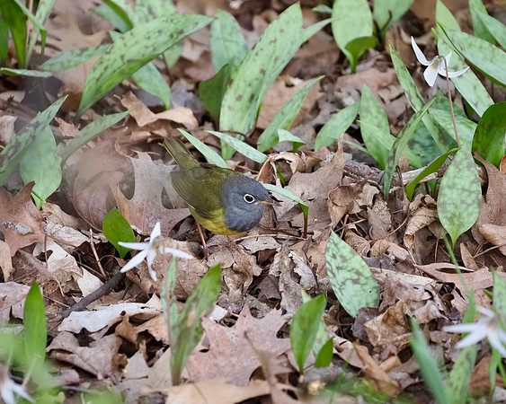 The elusive Connecticut Warbler,