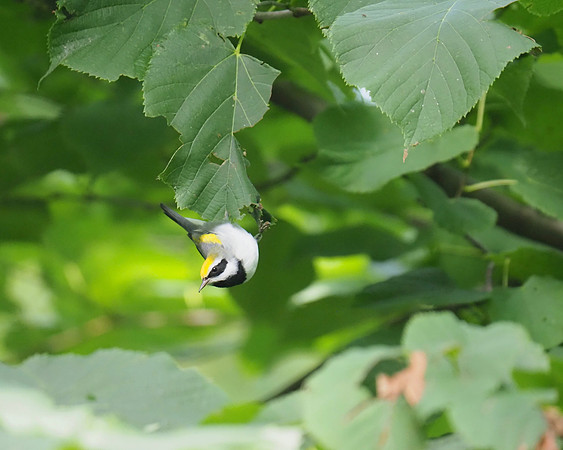 Golden-winged Warbler, September.