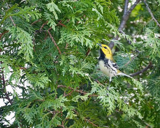 Black-throated Green Warbler; Lake Park, Milwaukee, WI; May