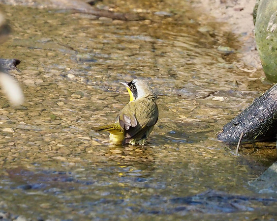 Washing off.