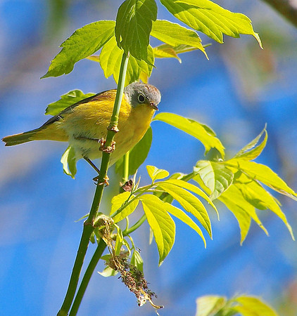 Nashville Warbler; Lake Park, Milwaukee, WI; May