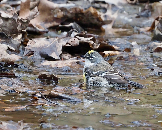 Yellow-rumped Warbler