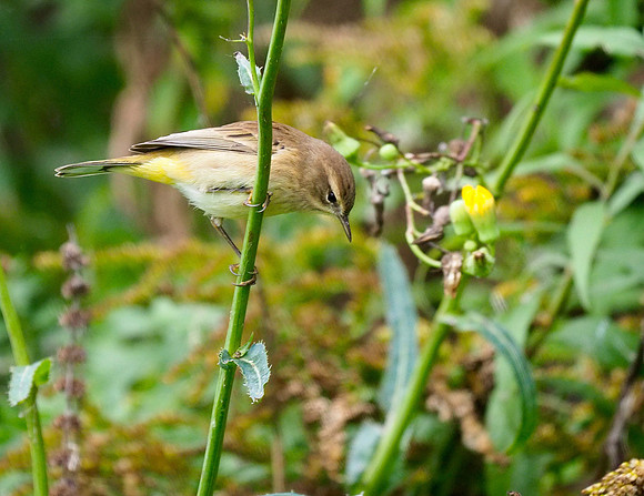 Palm Warbler; Lake Park, Milwaukee, WI; September