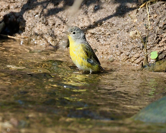 Nashville Warbler in the bath.