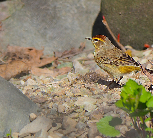 Palm Warbler; Lake Park, Milwaukee, WI; May
