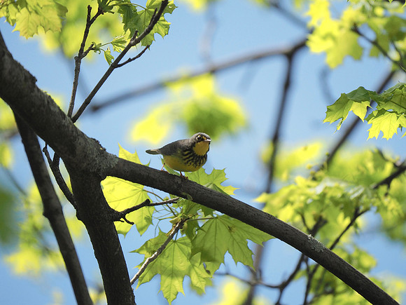 Canada Warbler