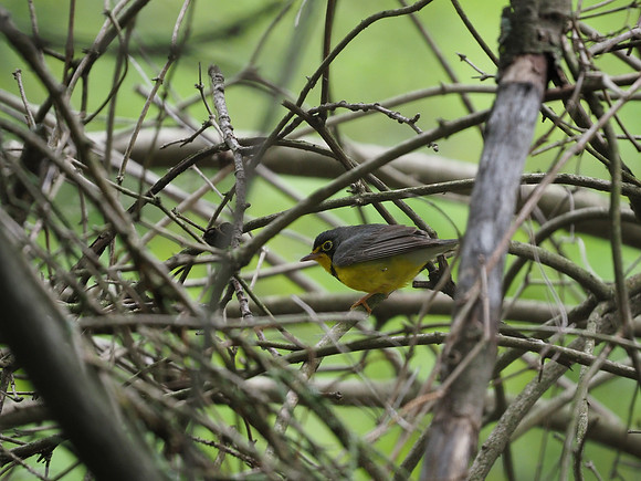 Canada Warbler