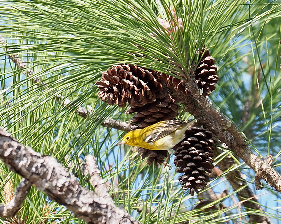 Pine Warbler