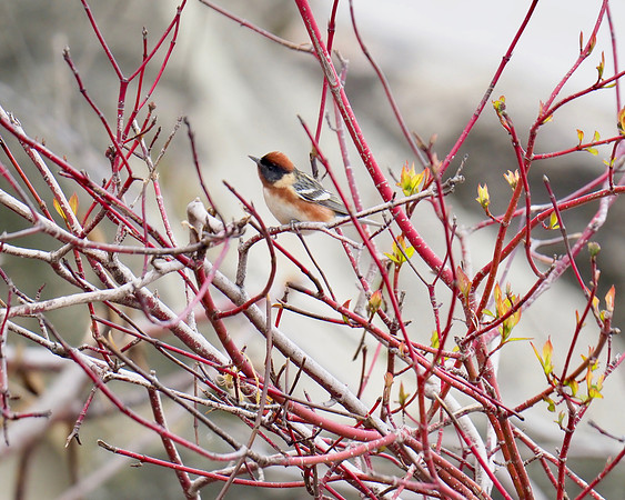 Bay-breasted Warbler