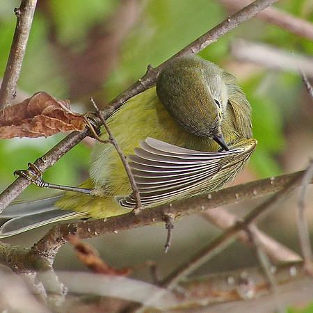 Orange-crowned Warbler; Lake Park, Milwaukee, WI; May