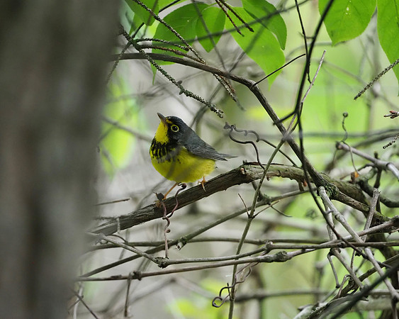Canada Warbler