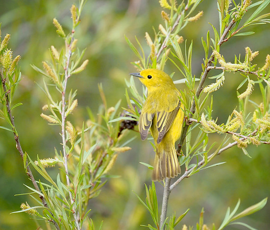 Yellow Warbler