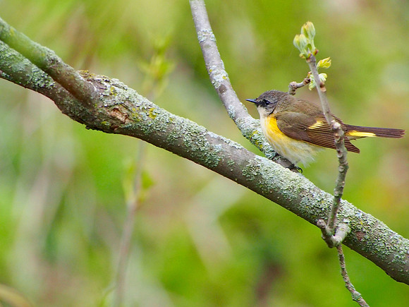 American Redstart; Lake Park, Milwaukee, WI; May
