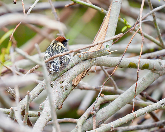 Bay-breasted Warbler