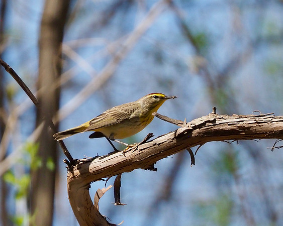 Palm Warbler