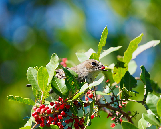 Yllow=rumped Warbler, January, Florida.