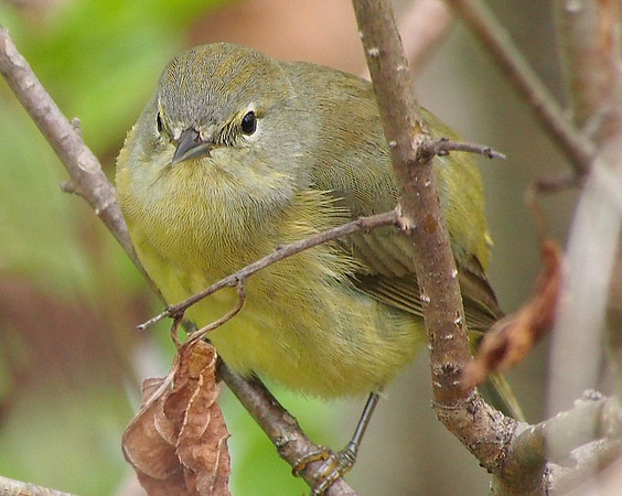 Orange-crowned Warbler; Lake Park, Milwaukee, WI; May