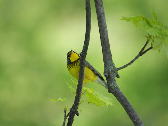 Canada Warbler