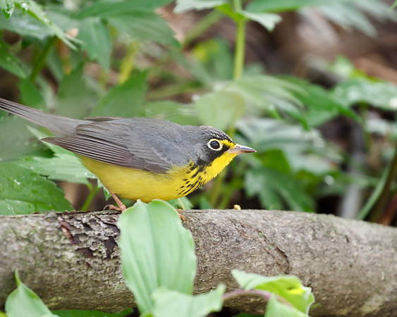 Canada Warbler.