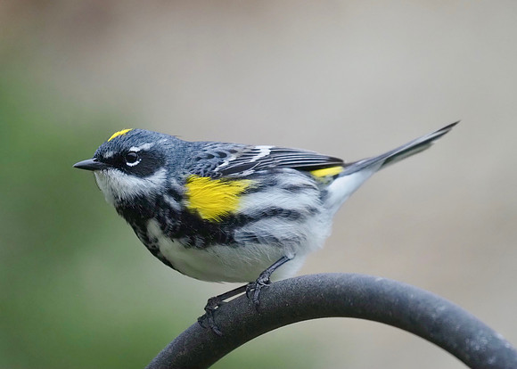 Yellow-rumped Warbler - welcome to spring!