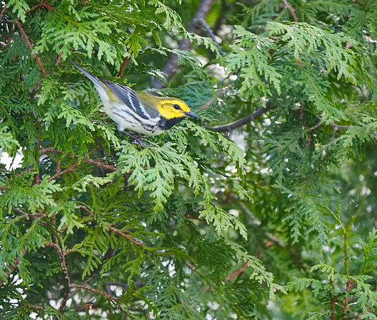 Black-throated Green Warbler