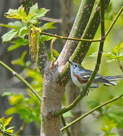 Chestnut-sided Warbler; Lake Park, Milwaukee, WI; May
