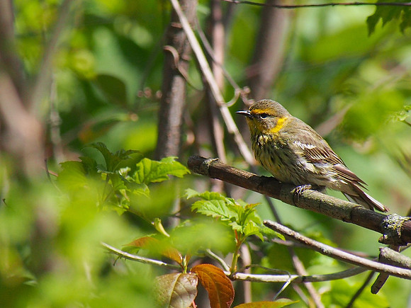 Cape May Warbler; Lake Park, Milwaukee, WI; May