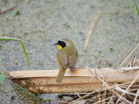 Common Yellowthroat