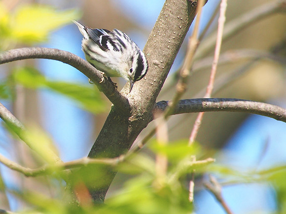 Black-and-white Warbler; Lake Park, Milwaukee, WI; May
