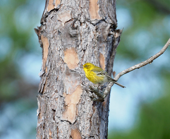 Pine Warbler, Florida