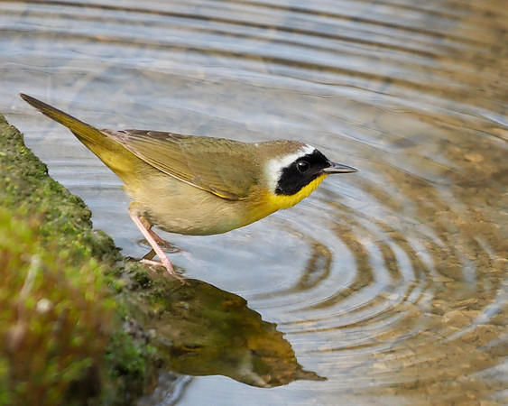 Taking a drink.