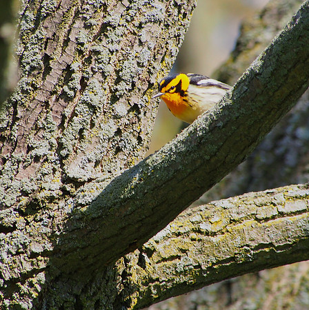 Blackburnian Warbler; Lake Park, Milwaukee, WI; May