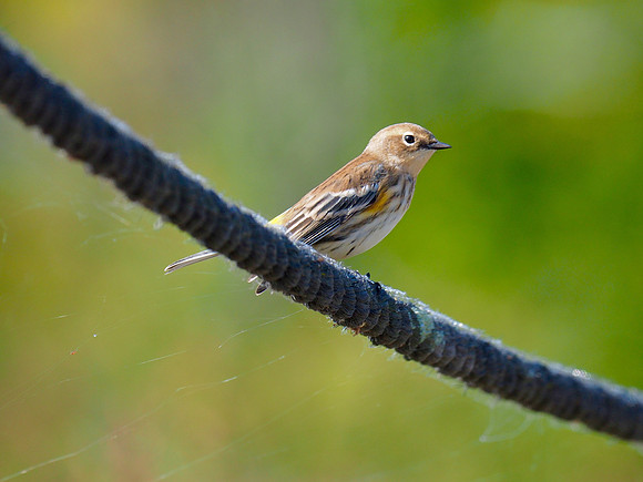 Yellow-rumped Warbler; Horicon NWR, WI; October